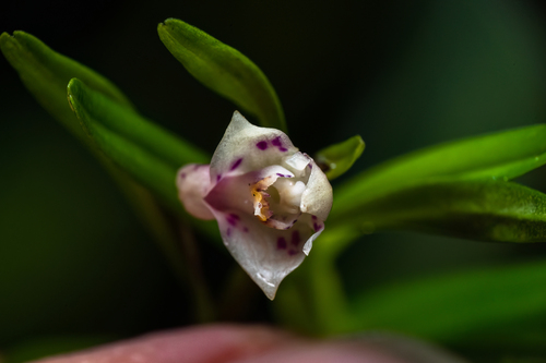 Dendrobium alabense J.J.Wood 2