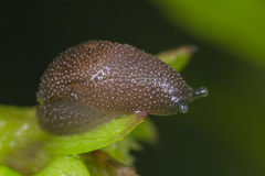 Ostracolethinae