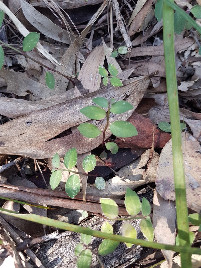 White Root in June 2017 by pcopping_ecp · iNaturalist