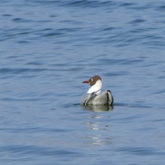 Chroicocephalus ridibundus