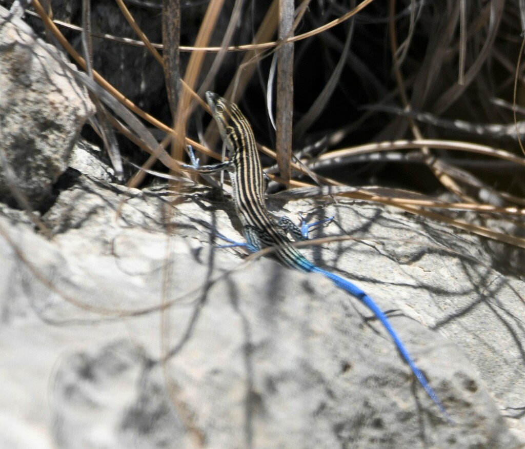 Pigmy Blue-tailed Ameiva