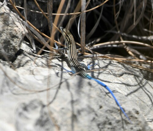 Pigmy Blue-tailed Ameiva