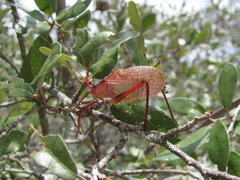 Paracyrtophyllus robustus