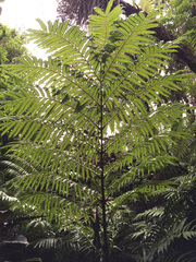 Ptisana salicina