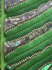 Ptisana salicina