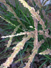 Eragrostis ciliaris