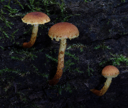 Pleuroflammula subsulphurea