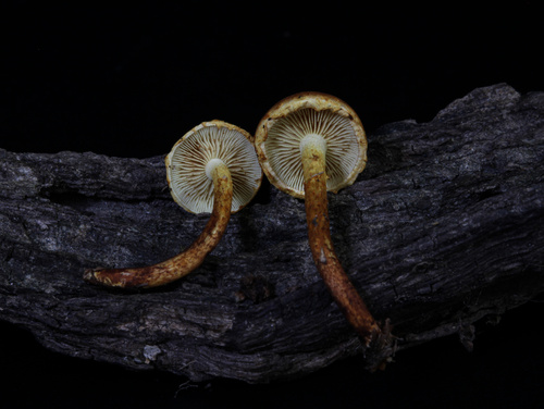 Pleuroflammula subsulphurea (Photo 2 of 5)