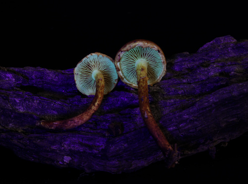 Pleuroflammula subsulphurea (Photo 3 of 5)