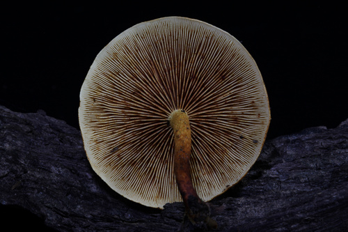 Pleuroflammula subsulphurea (Photo 4 of 5)