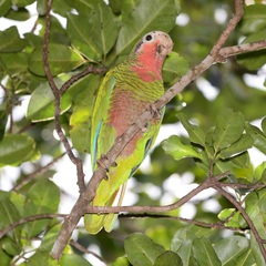 Amazona leucocephala