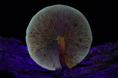 Pleuroflammula subsulphurea (Photo 5 of 5)