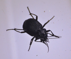 Calosoma planicolle