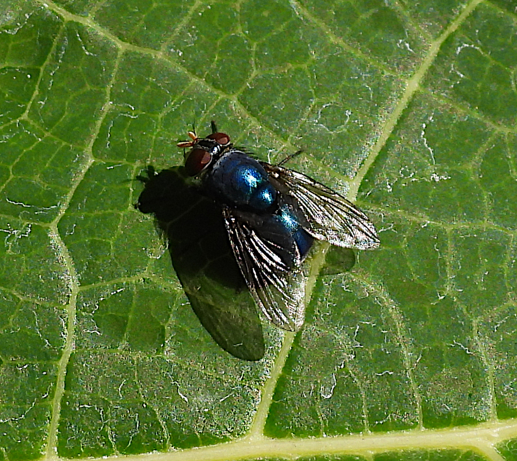 Common European Greenbottle Fly in July 2023 by cirolana · iNaturalist