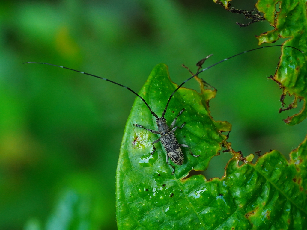 Longhorn Beetles From On June 21 2023 At 09 21 AM By Adachao   Large 