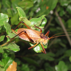 Paracyrtophyllus robustus
