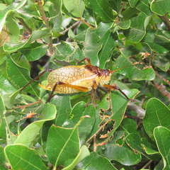 Paracyrtophyllus robustus