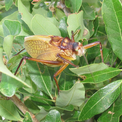 Paracyrtophyllus robustus