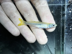 Tidewater Silverside photo 2