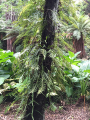Microsorum scandens