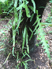 Microsorum scandens