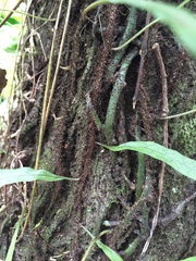 Microsorum scandens