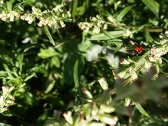 Coccinella quinquepunctata