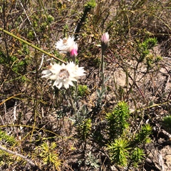 Achyranthemum affine