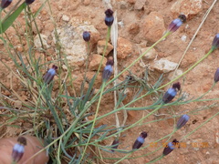 Porophyllum linaria