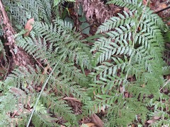Asplenium × lucrosum