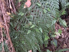 Asplenium × lucrosum