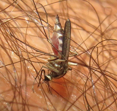 Aedes trivittatus