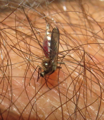 Aedes trivittatus