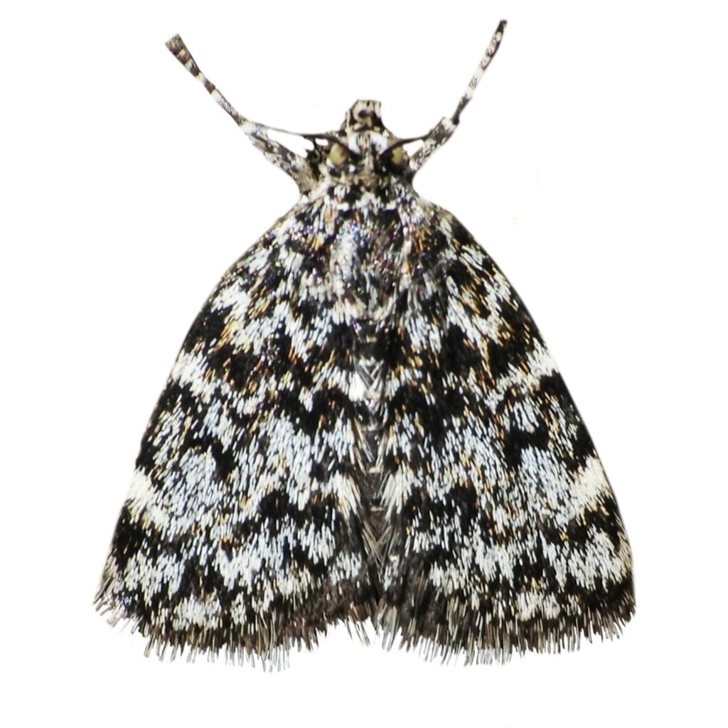 Orenaia alpestralis