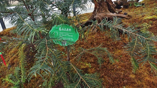 Cephalotaxus alpina