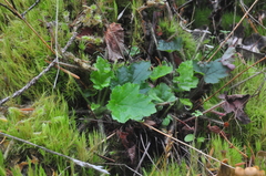 Heuchera micrantha diversifolia