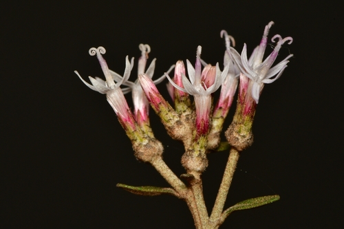 Eremanthus polycephalus · iNaturalist