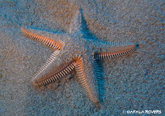 Astropecten platyacanthus