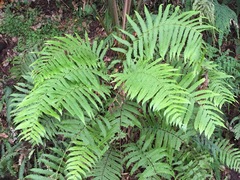 Pakau pennigera