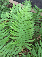 Pakau pennigera