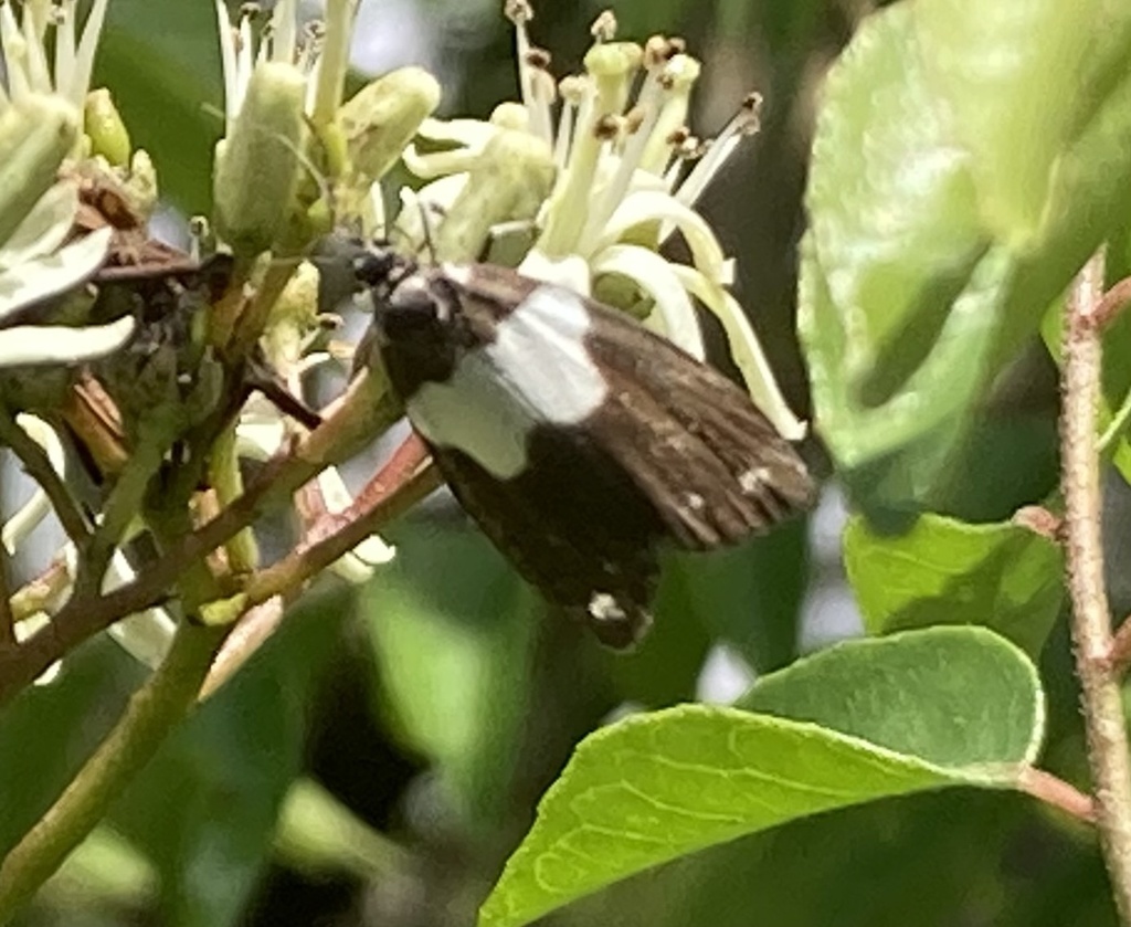 Meteugoa melanoleuca