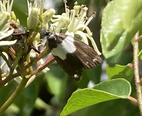 Meteugoa melanoleuca