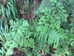 Pteris macilenta