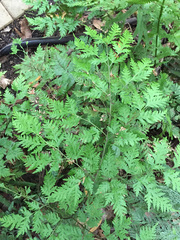 Pteris macilenta