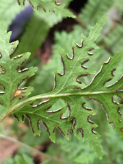 Pteris macilenta