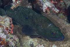 Epinephelus ongus