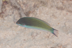 Pseudocoris yamashiroi