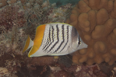 Chaetodon mertensii