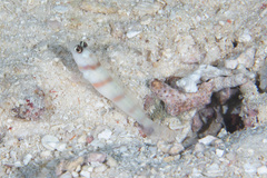 Amblyeleotris steinitzi