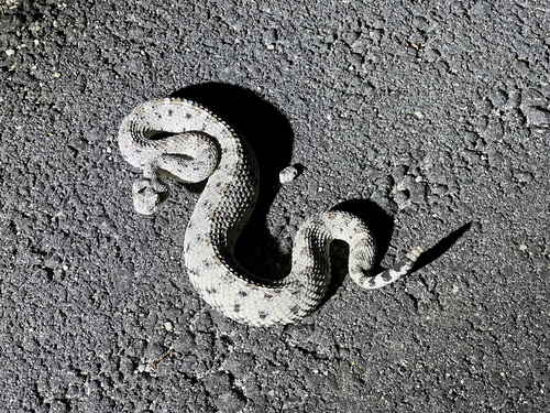iNaturalist observation photo of Sidewinder